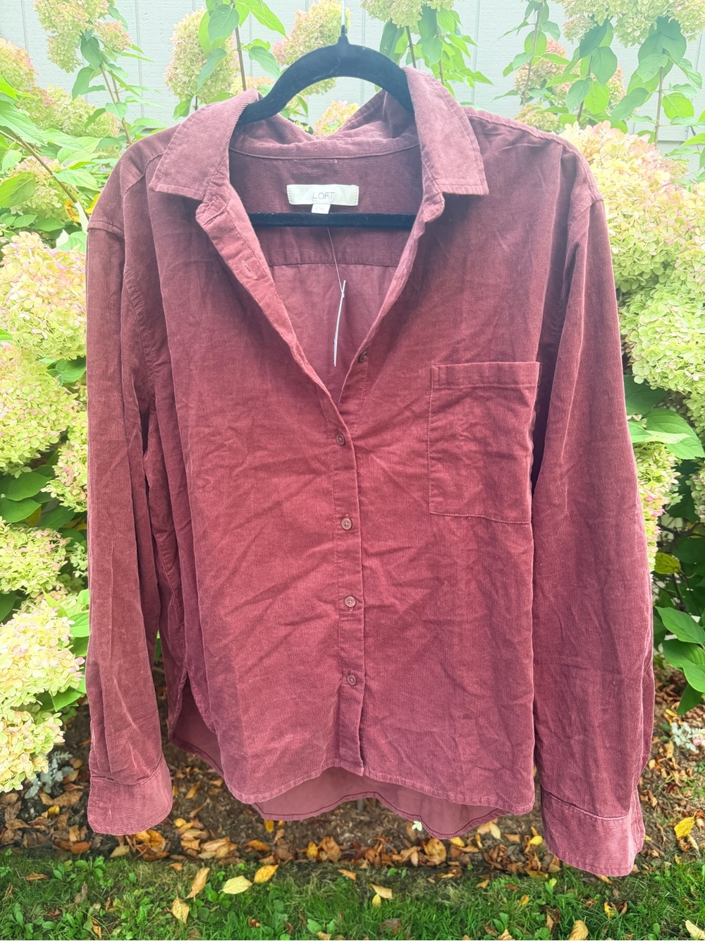LOFT Men's Corduroy Button-Down Shirt in Dusty Rose